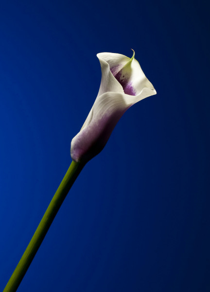 GIL_5195